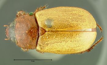Media type: image;   Entomology 34493 Aspect: habitus dorsal view